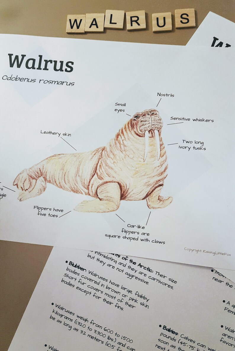 Walrus Anatomy and Facts Lesson Plans Homeschool | Etsy