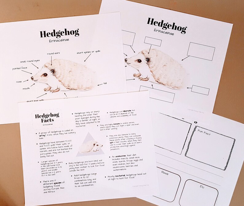 Unit Study Hedgehog Anatomy and Facts - Lesson Plans, Homeschool ...