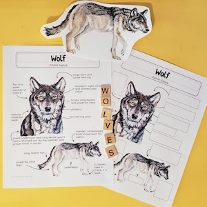 May include: A printable educational worksheet about wolves, featuring illustrations of wolves and text describing their physical characteristics. The worksheet includes the words "Wolf" and "Canis lupus" and the letters "W", "O", "L", "V", "E", and "S" arranged in a vertical line.