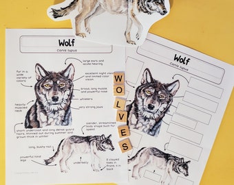 Puede incluir: Una hoja de trabajo educativa imprimible sobre lobos, con ilustraciones de lobos y texto que describe sus características físicas. La hoja de trabajo incluye las palabras "Lobo" y "Canis lupus" y las letras "W", "O", "L", "V", "E" y "S" dispuestas verticalmente.
