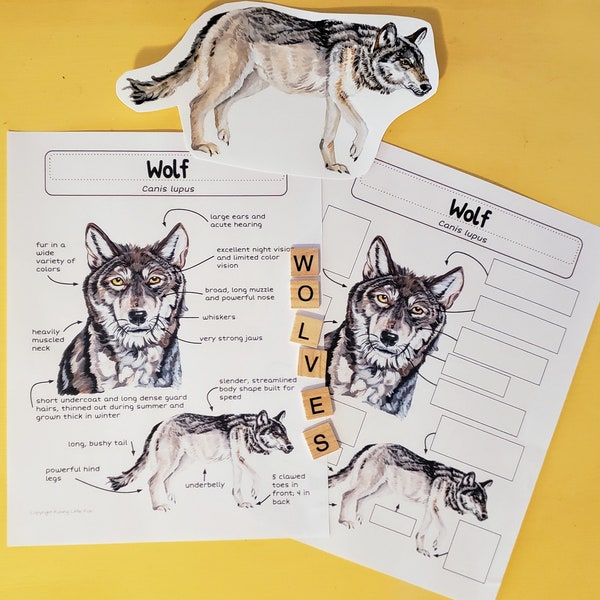 Unit Study on Wolf Anatomy and Fun Facts | Grades 1-5 | Science Nature Study Lesson plans, homeschool, Co-ops, notebooking