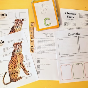 Unit Study Cheetah Anatomy & Fun Facts science and nature unit study - Lesson plans, homeschool, notebooking | Grades K-5 | Digital Download