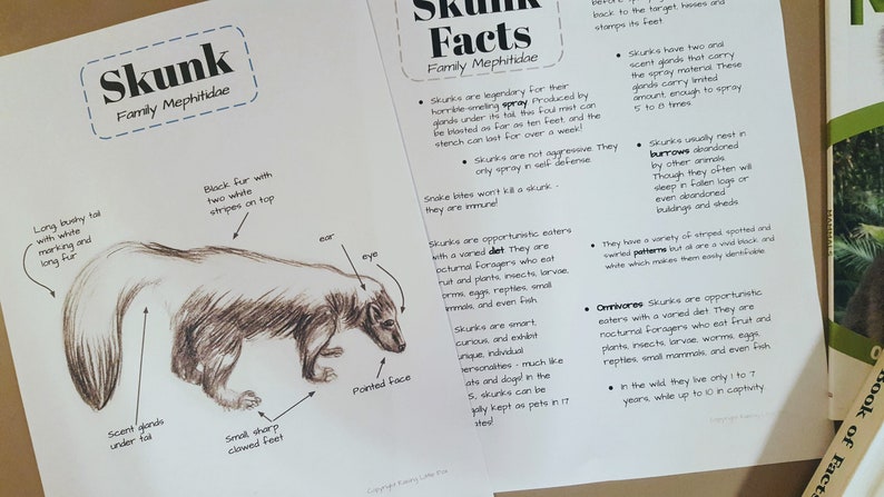 for Elementary Aged Children Red Fox anatomy and facts Lesson plans homeschool notebooking