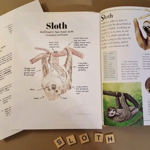 Fun and Educational Hoffman's Two-toed Sloth Activity for Kids ...