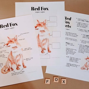 Estudio de la unidad científica Red Fox: anatomía y datos - Planes de lecciones, educación en el hogar, cuadernos, para niños de primaria