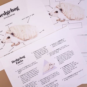 Unit Study Hedgehog Anatomy and Facts - Lesson Plans, Homeschool ...