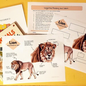 Unit Study African Lion anatomy and facts - Lesson plans, homeschool, notebooking, for Elementary Aged Children |African Animal Nature Study