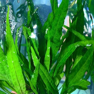 May include: A close-up of a bunch of green aquatic plants with long, thin leaves. The plants are submerged in clear water and appear to be growing in a tank or aquarium.