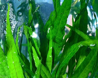 Java Fern (Microsorum pteropus) - BUY3GET1FREE - Live Aquarium Plant AquaScape