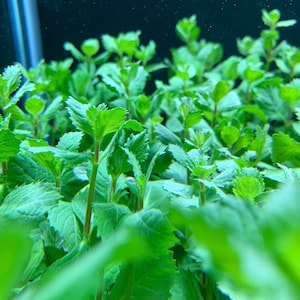 Water Wisteria Pot (Hygrophila difformis) - BUY3GET1FREE - Live Aquarium Plant