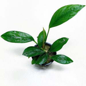 Anubias Nancon Potted BUY3GET1FREE Live Aquarium Plant AquaScape image 1