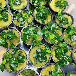 Anubias Nana Petite Pot - BUY3GET1FREE - Live Aquarium Plant AquaScape