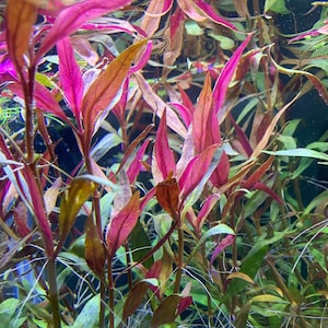 Alternanthera Reineckii x6 PACK Quantity Discount Live Aquarium Plant image 1