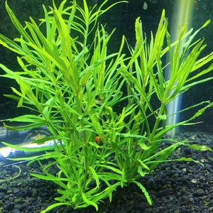 Pogostemon Stellatus Narrow-Leaf - BUY3GET1FREE - Live Aquarium Plant AquaScape