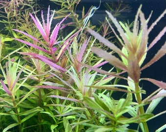 Hellfire Bucephalandra Pot - Buce Live Aquarium Plant Aquascape