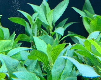 Hygrophila Corymbosa (Green Temple Plant) - BUY3GET1FREE - Live Aquarium Plant