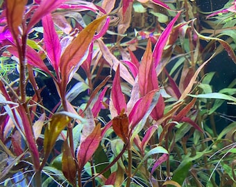 Alternanthera Reineckii x6 PACK (Quantity Discount) Live Aquarium Plant