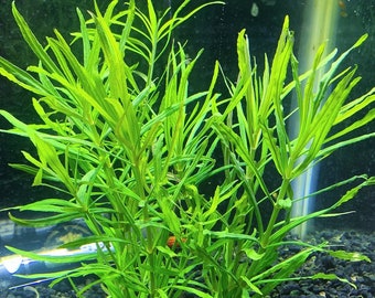 Pogostemon Stellatus Narrow-Leaf - BUY3GET1FREE - Live Aquarium Plant AquaScape