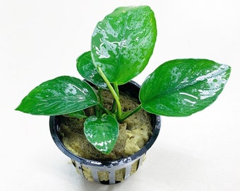 Anubias Nana (Dwarf Anubias) POT - BUY3GET1FREE - Live Aquarium Plant AquaScape