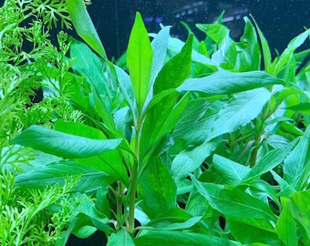 Hygrophila Angustifolia (Hygro. Corymbosa 'Augustifolia') Hygro. Willow - BUY3GET1FREE - Live Aquarium Plant