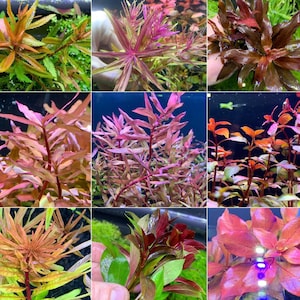 6 Premium Red Plants Assorted (30+stems) - Live Aquarium RED Plants