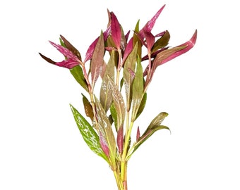 May include: A bunch of red and green aquatic plants tied together with a silver twist tie. The plants have long, narrow leaves.