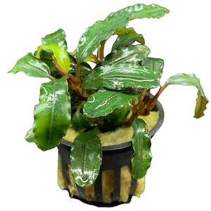 May include: A vibrant green aquatic plant with broad, textured leaves, potted in a black container. The plant has a lush appearance, with some leaves showing a lighter green hue. The pot is surrounded by a yellow-beige substrate.