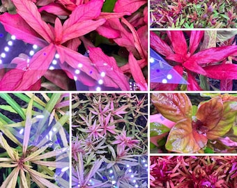 AquaticMotiv® Grower's Choice Bundle - 6 plants | Value Bundle/Pack | Live Aquarium Plant