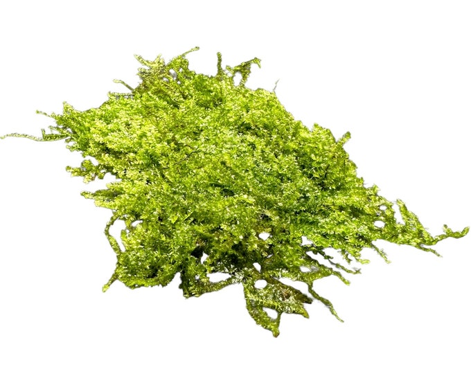 Java Moss BUY 3 GET 1 FREE taxiphyllum Barieri Live Foreground Plant