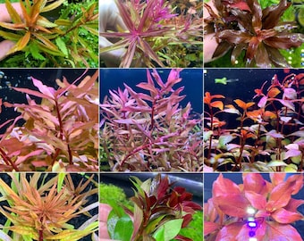 May include: Assortment of red and green aquatic plants. The plants have different textures and shapes, with some having a feathery appearance and others having a more rounded shape.