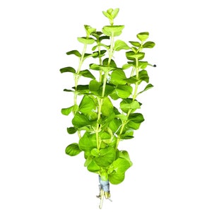 Golden Lloydiella (Lysimachia nummularia &#39;Aurea&#39;) - BUY3GET1FREE - Live Aquarium Plant