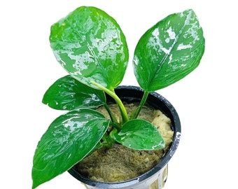 Anubias Nana (Dwarf Anubias) - BUY3GET1FREE - Live Aquarium Plant AquaScape