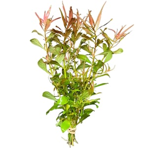 Ludwigia Arcuata (Needle-Leaf Ludwigia) - BUY3GET1FREE - Live Red Aquarium Plant