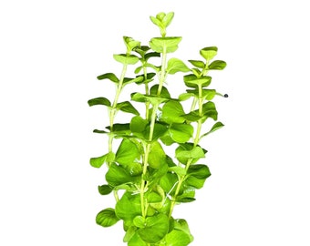 Hellfire Bucephalandra Pot - Buce Live Aquarium Plant Aquascape