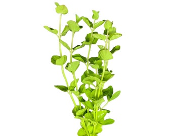 Mint Charlie (Micromeria brownei) - BUY3GET1FREE - Live Aquarium Plant