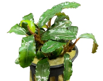 Green Wavy Bucephalandra Pot - Buce Live Aquarium Plant AquaScape Hardy Plant