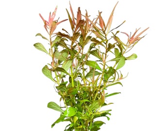 Ludwigia Arcuata (Needle-Leaf Ludwigia) - BUY3GET1FREE - Live Red Aquarium Plant