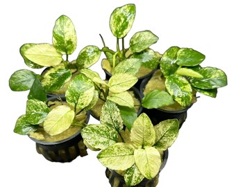 Anubias Nana Pinto BUY 3 GET 1 FREE - Live Aquarium Plant AquaScape