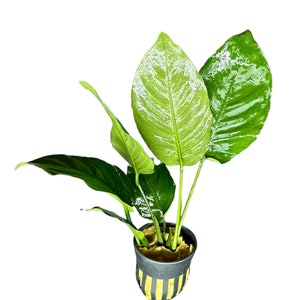 Anubias Barteri Broad-Leaf POT - BUY3GET1FREE - Live Aquarium Plant AquaScape