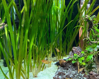 Jungle Val (Vallisneria americana) - BUY3GET1FREE - Live Aquarium Plant AquaScape