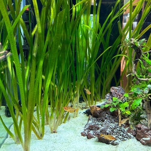 Jungle Val Vallisneria americana BUY3GET1FREE Live Aquarium Plant AquaScape image 1