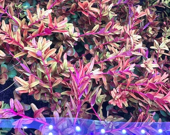 Rotala Rotundifolia Red - BUY3GET1FREE - Live Aquarium Plant AquaScape