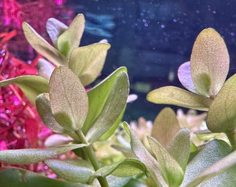 Bacopa Caroliniana Red - BUY3GET1FREE - Live Aquarium Plant