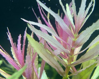 Limnophila Aromatica - BUY3GET1FREE - Live Aquarium Plant AquaScape