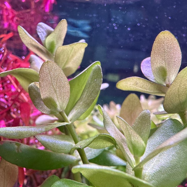 Bacopa Caroliniana Red - BUY3GET1FREE - Live Aquarium Plant