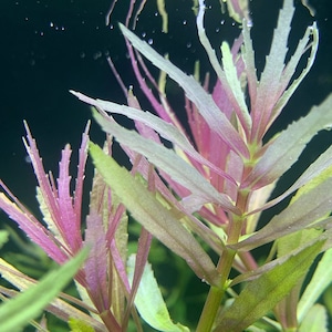 Limnophila Aromatica BUY3GET1FREE Live Aquarium Plant AquaScape image 1