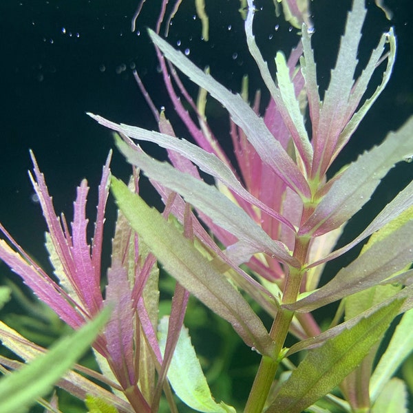 Limnophila Aromatica - BUY3GET1FREE - Live Aquarium Plant AquaScape