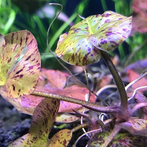 Red Tiger Lotus (Nymphaea zenkeri) - BUY3GET1FREE - Live Aquarium Red Plant