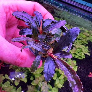 Hellfire Bucephalandra Pot - Buce Live Aquarium Plant Aquascape