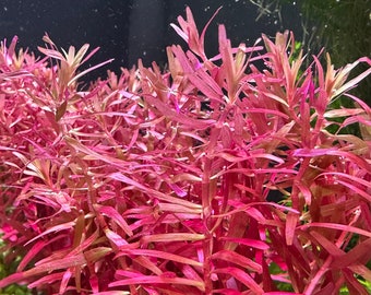 Rotala Magenta (Macranda var. narrow leaf) - BUY3GET1FREE - Live Aquarium Plant AquaScape